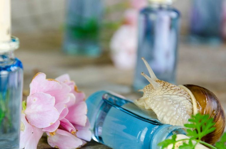cosmétiques à la bave d'escargot