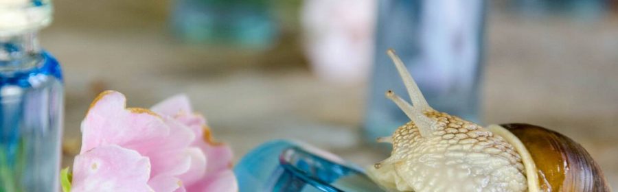 cosmétiques à la bave d'escargot